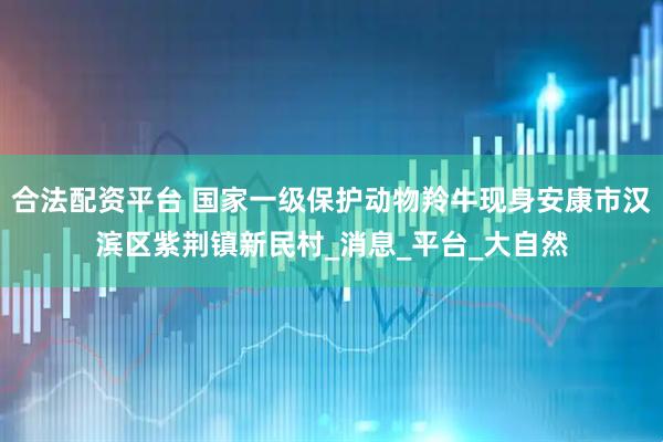 合法配资平台 国家一级保护动物羚牛现身安康市汉滨区紫荆镇新民村_消息_平台_大自然